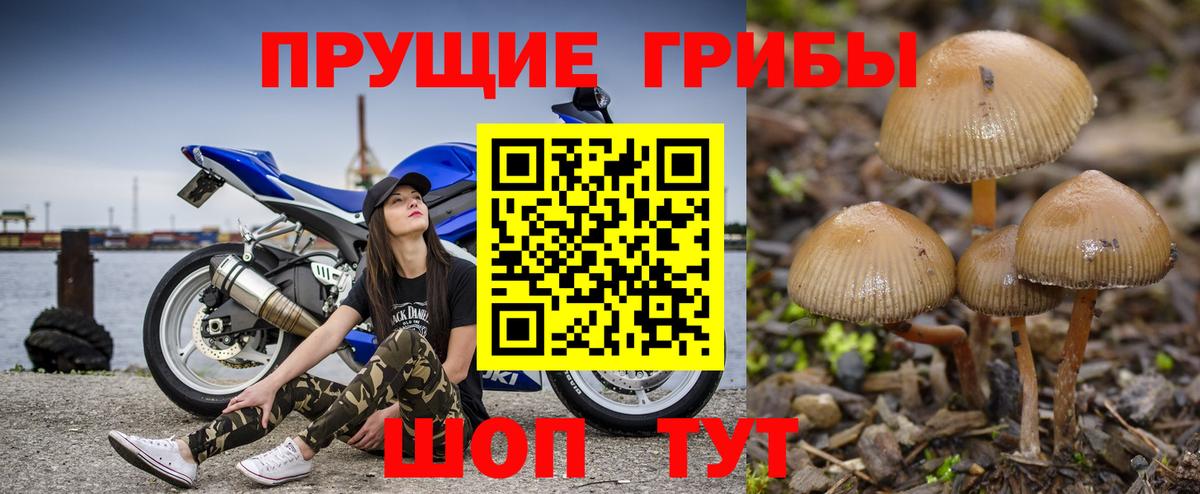 Псилоцибиновые грибы MAGIC MUSHROOMS  Псилоцибиновые грибы Cubensis  Железногорск  Вход с VPN 